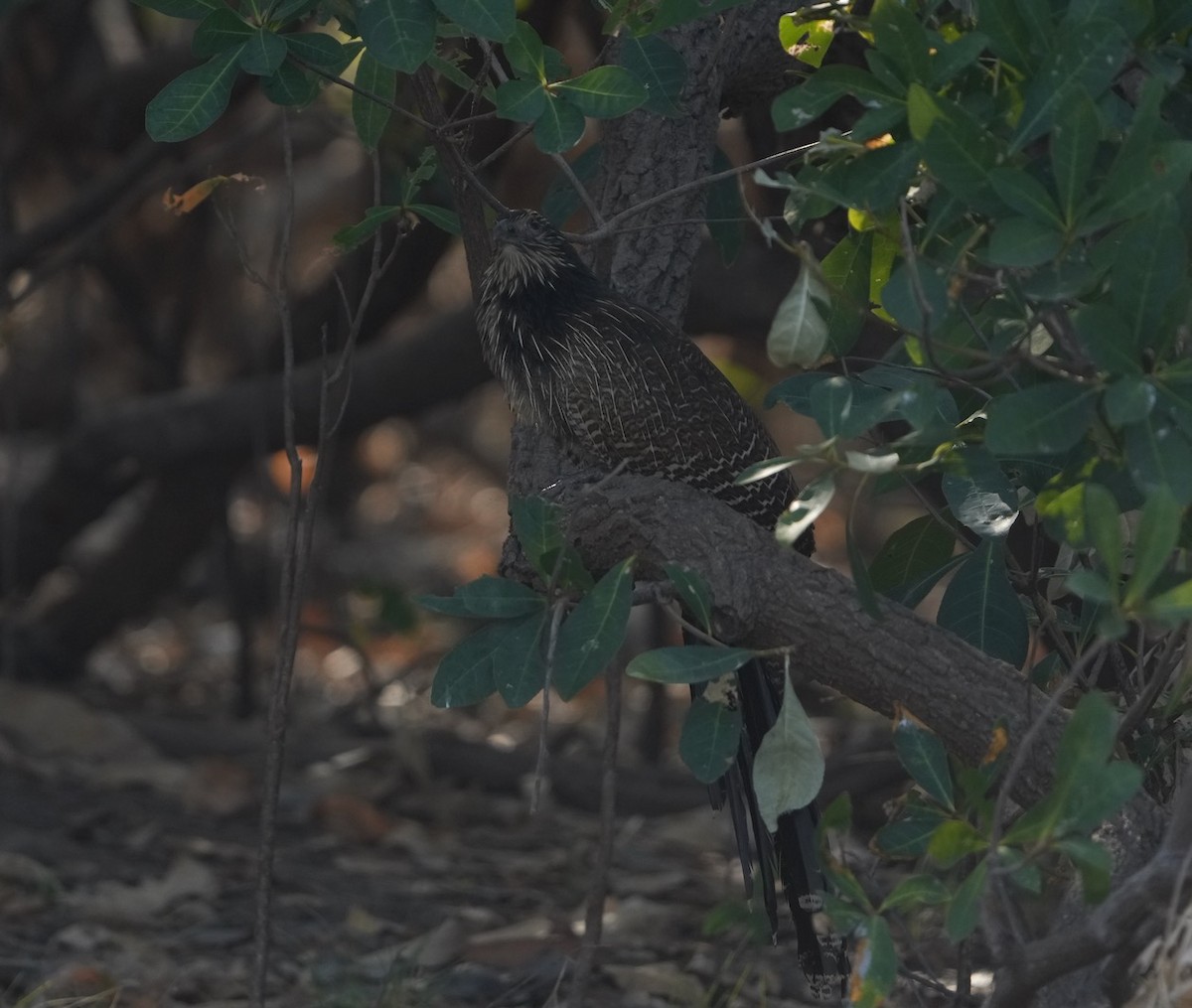 Pheasant Coucal - ML609410578