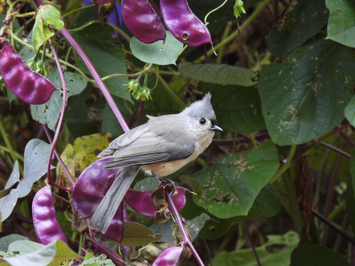 Mésange bicolore - ML609410583