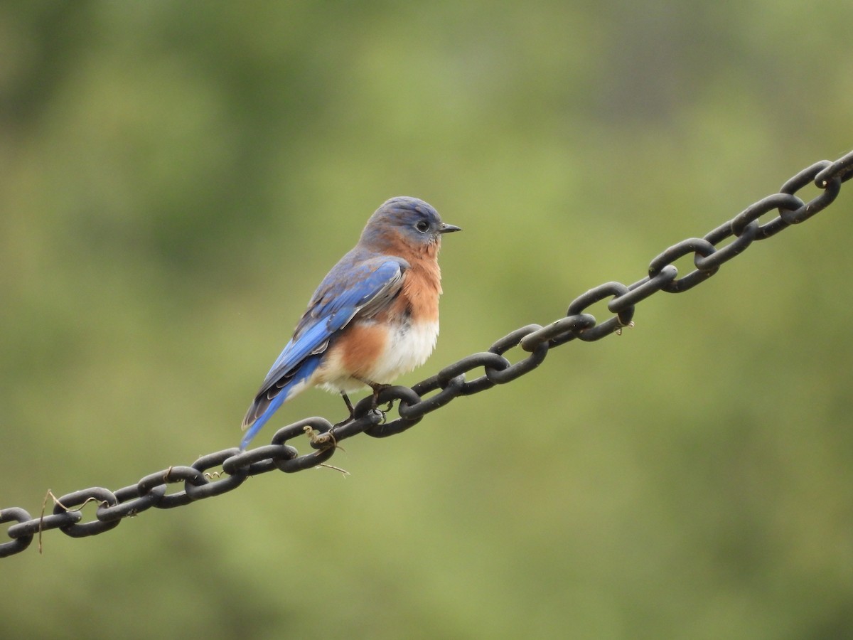 Eastern Bluebird - Michelle Bélanger