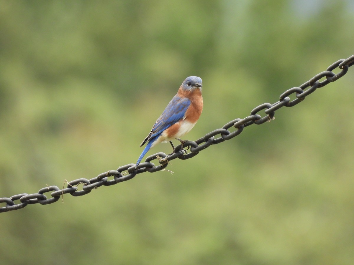 Eastern Bluebird - Michelle Bélanger