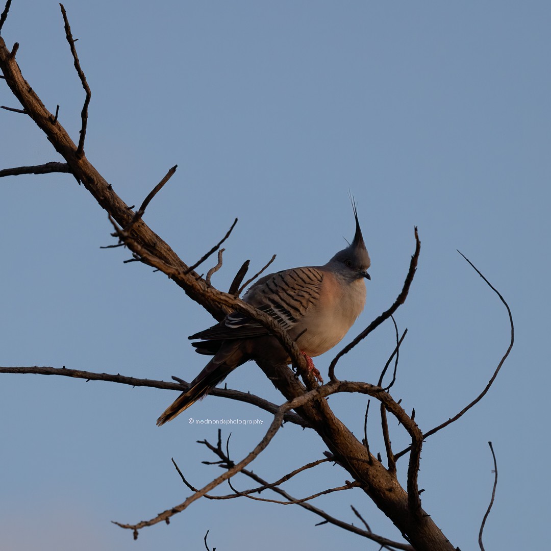 Crested Pigeon - ML609410631