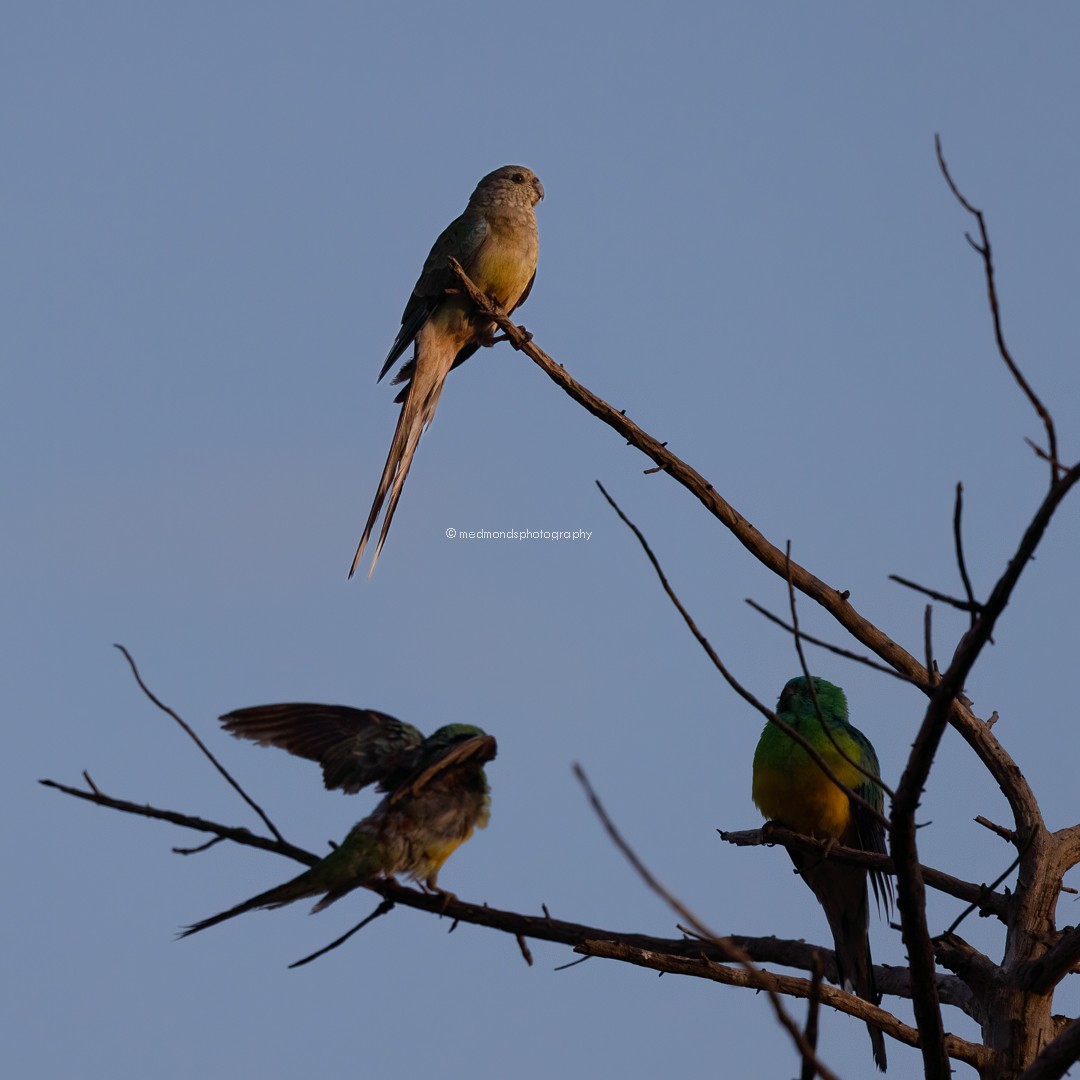 Red-rumped Parrot - ML609410636