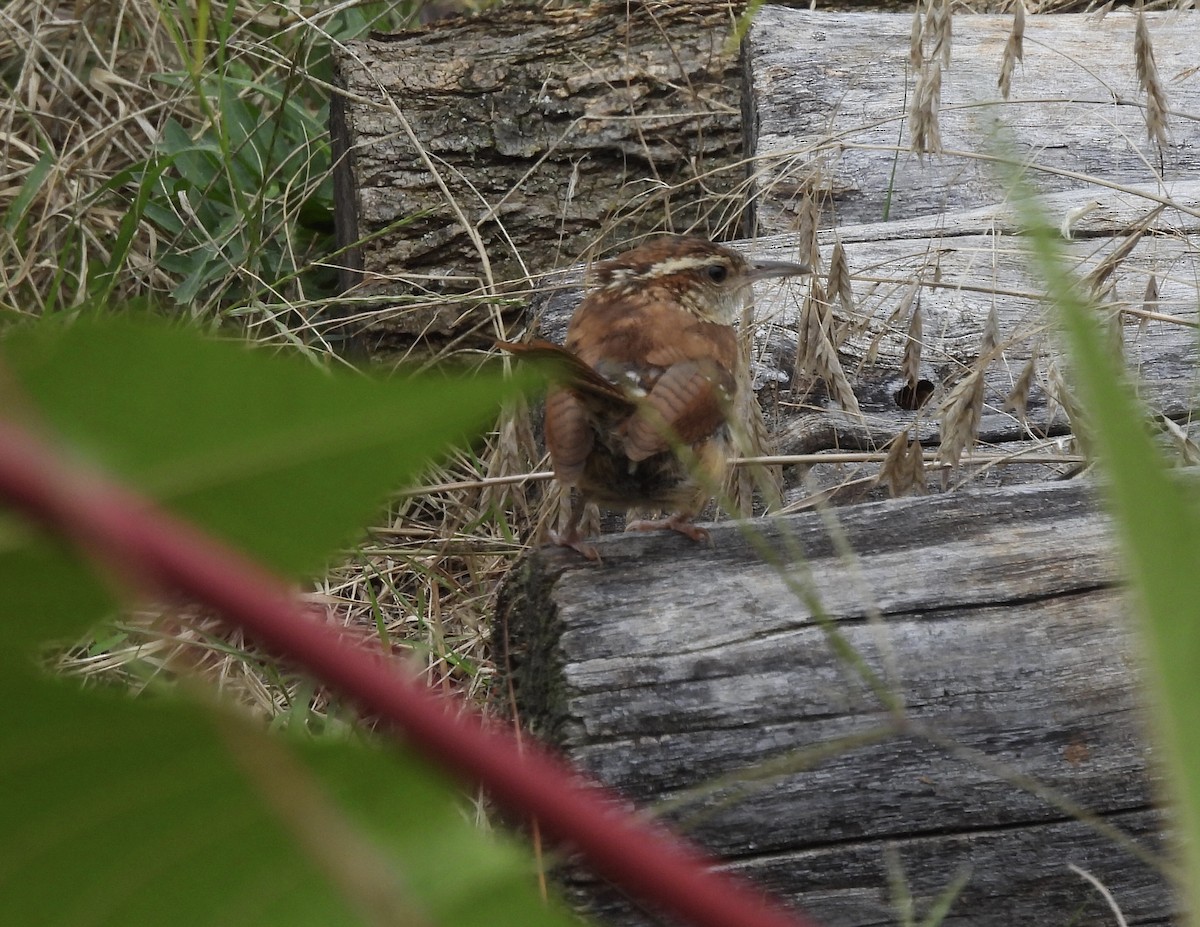 Carolina Wren - ML609410648