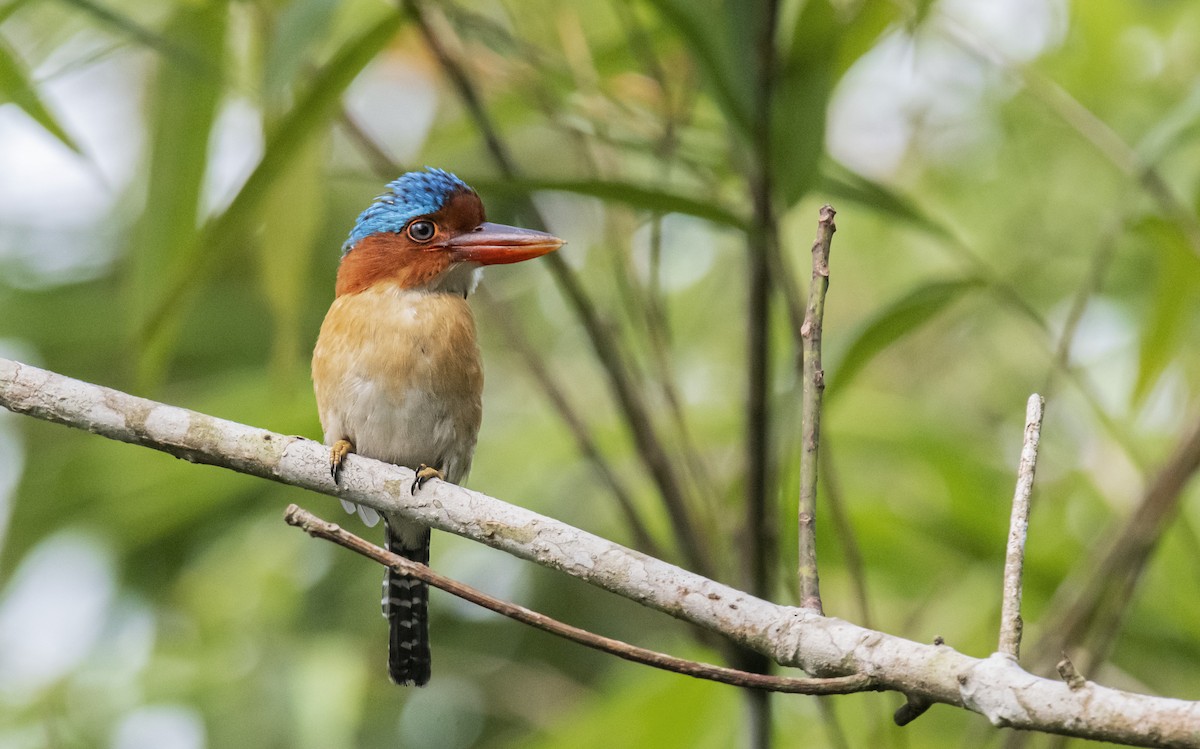 Banded Kingfisher - Ashraf Anuar Zaini