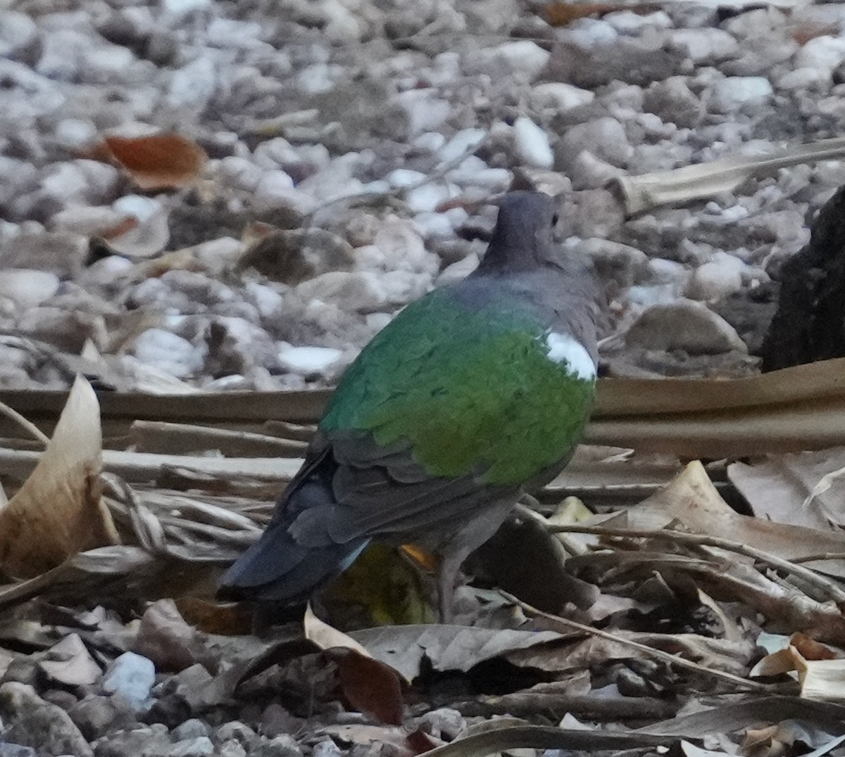 holub hnědohlavý - ML609410836