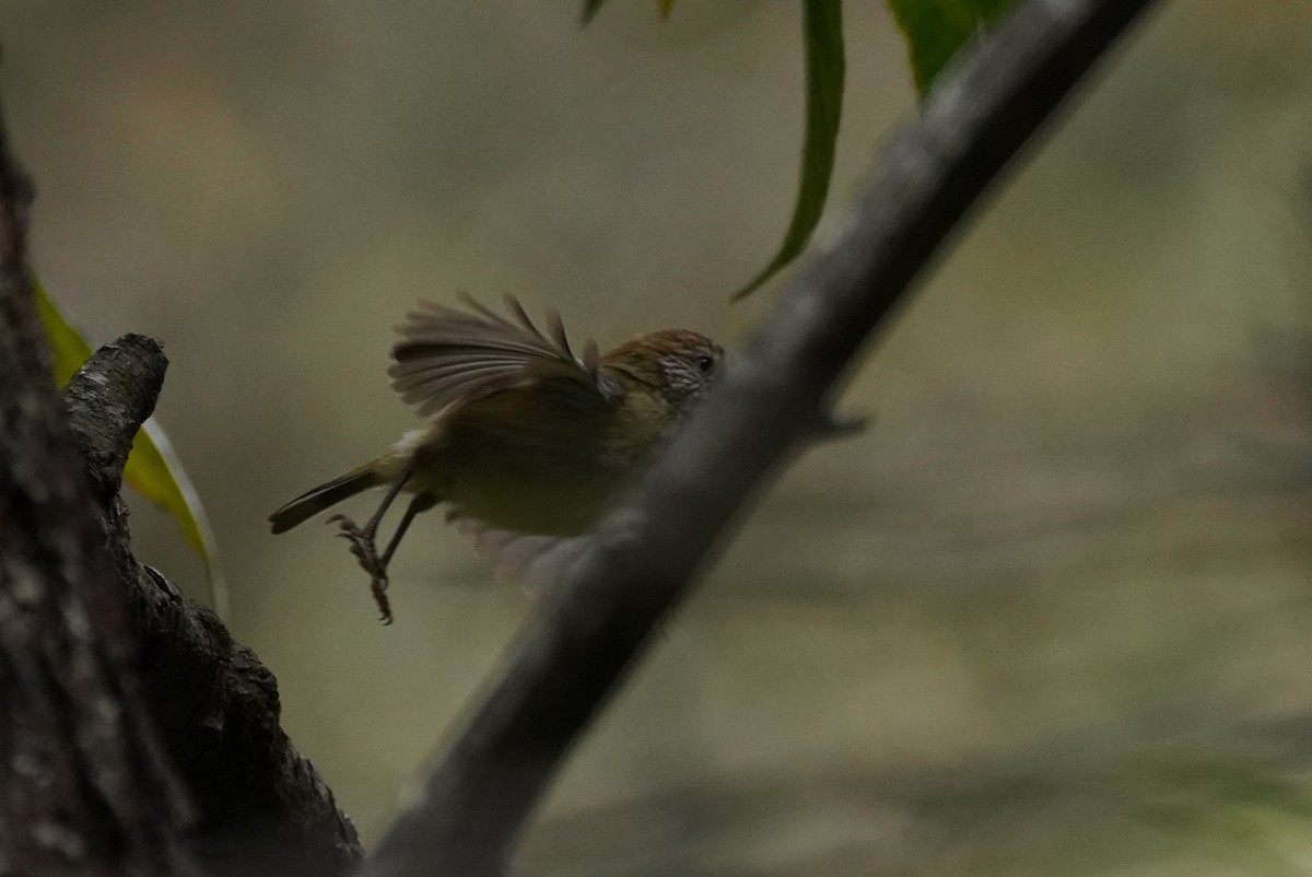 Striated Thornbill - Pauline Callaghan