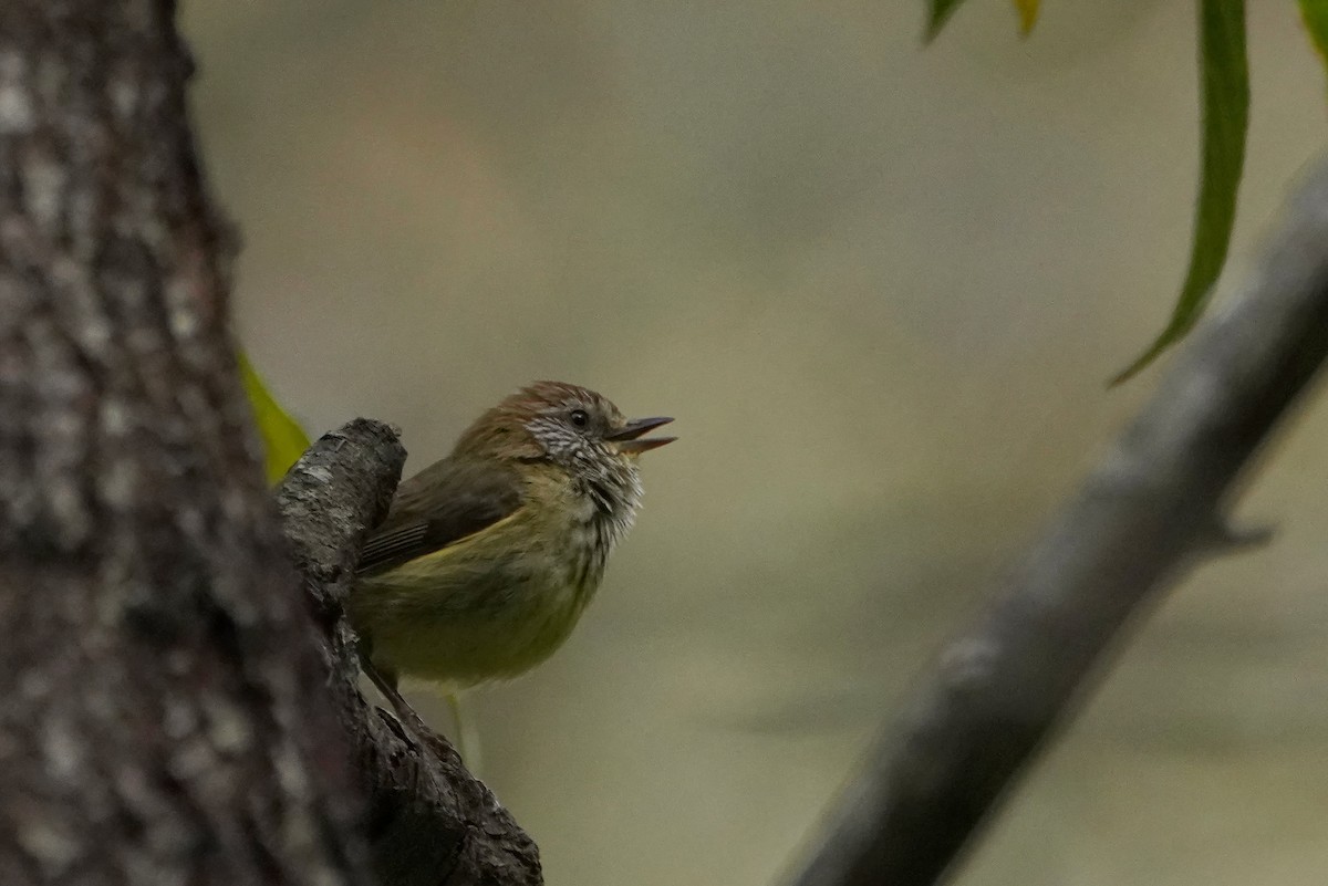 Striated Thornbill - ML609410917