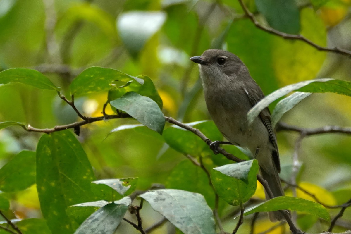 Golden Whistler - Pauline Callaghan