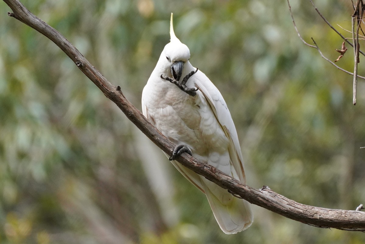 Sulphur-crested Cockatoo - ML609410995