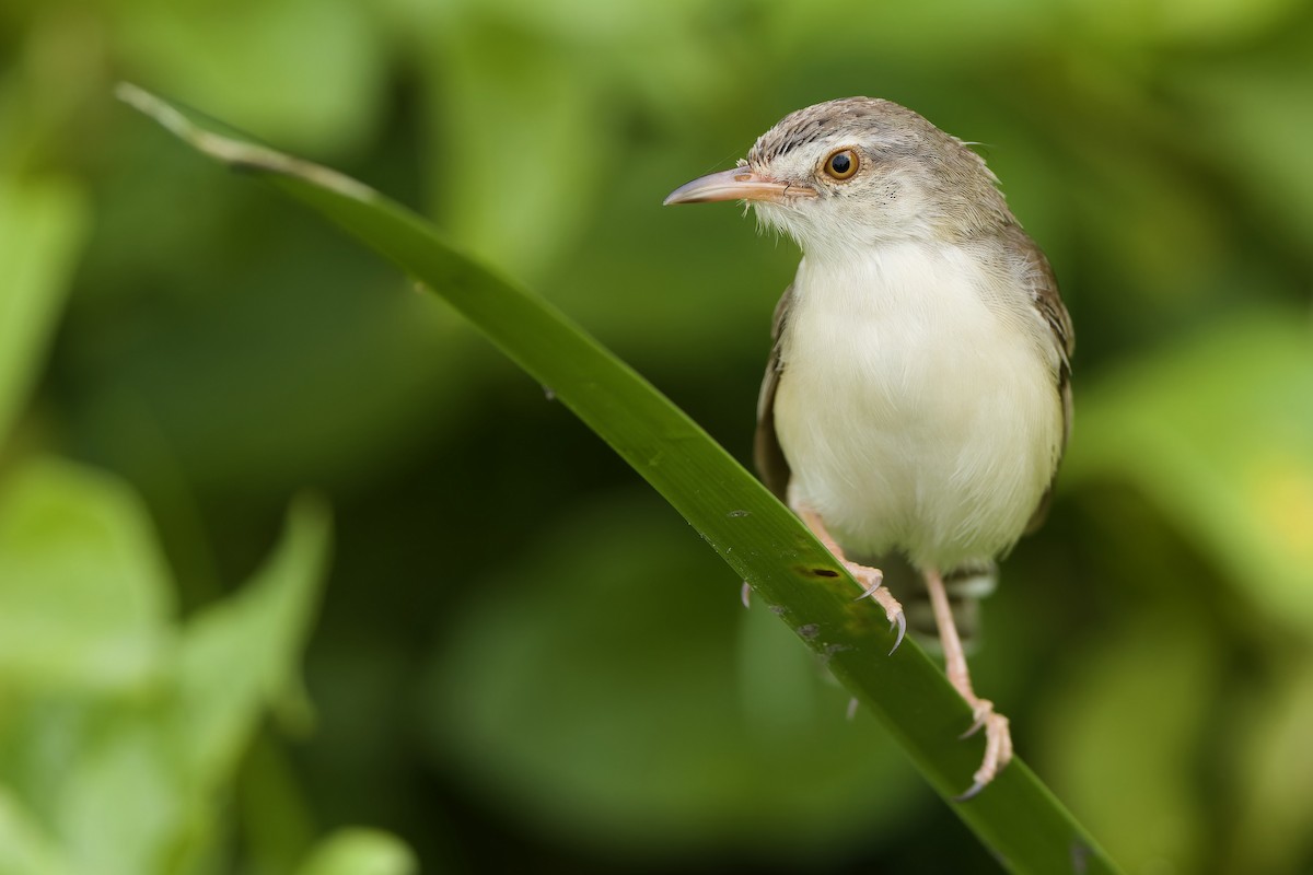 Plain Prinia - ML609411012