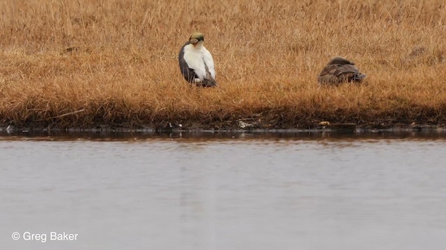 Spectacled Eider - ML609411099