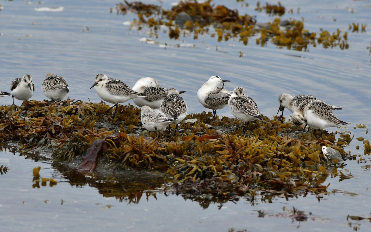 Sanderling - ML609411169