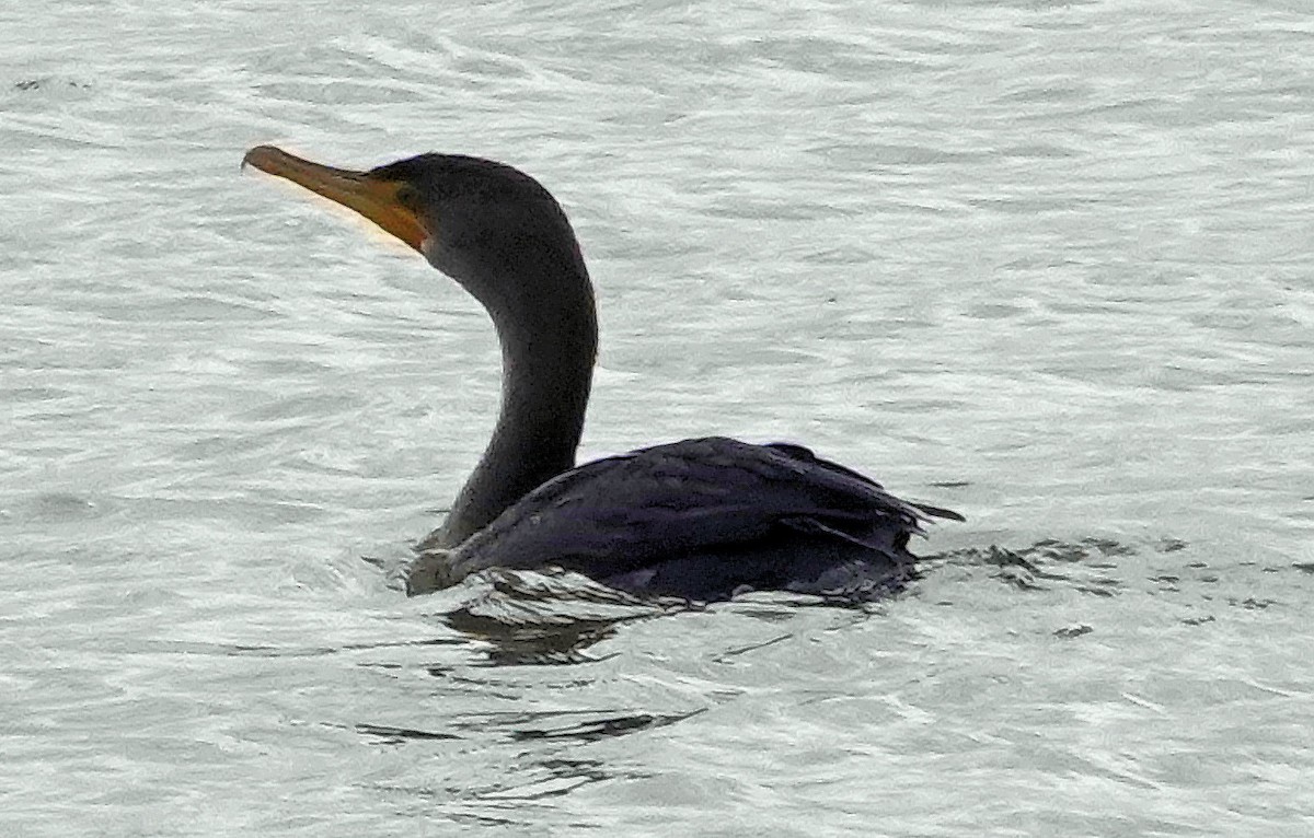 Double-crested Cormorant - ML609411273