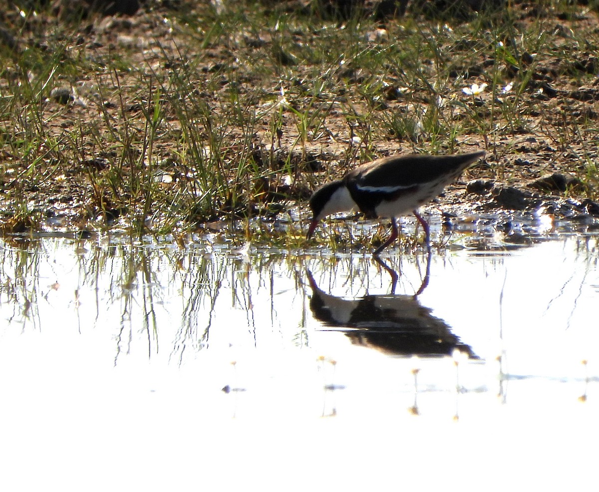 Red-kneed Dotterel - ML609411524