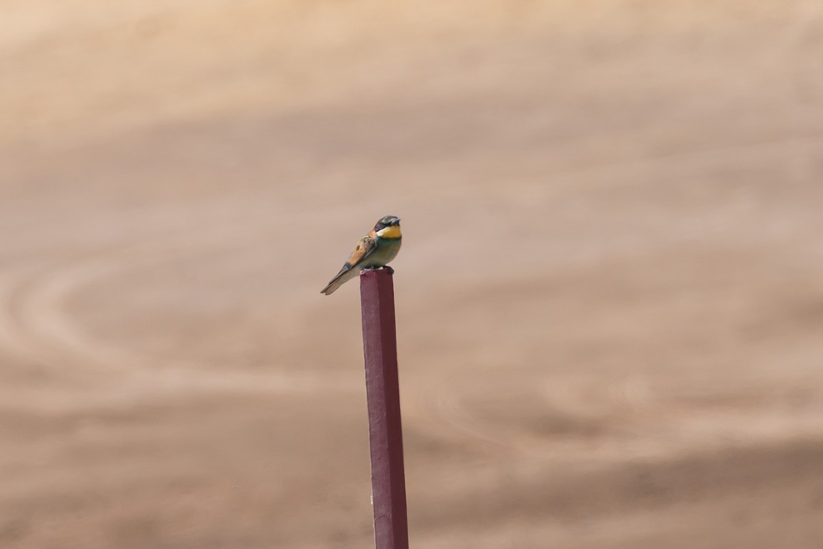 European Bee-eater - ML609411567