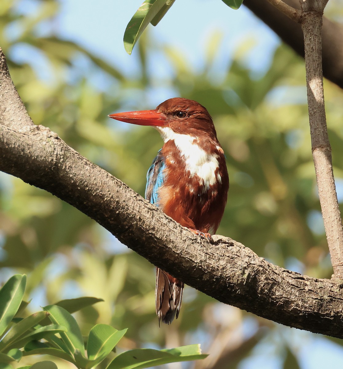 White-throated Kingfisher - Jeffrey Thomas