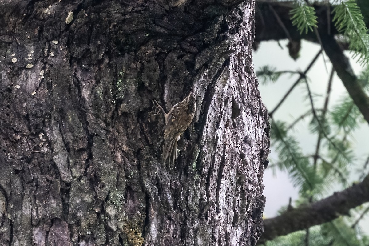 Hodgson's Treecreeper - ML609411641