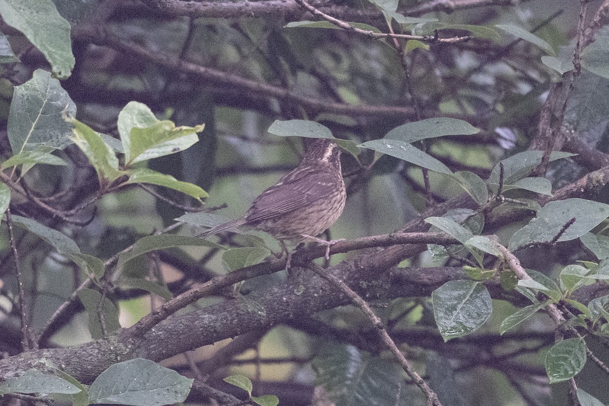 Spot-winged Rosefinch - ML609411685