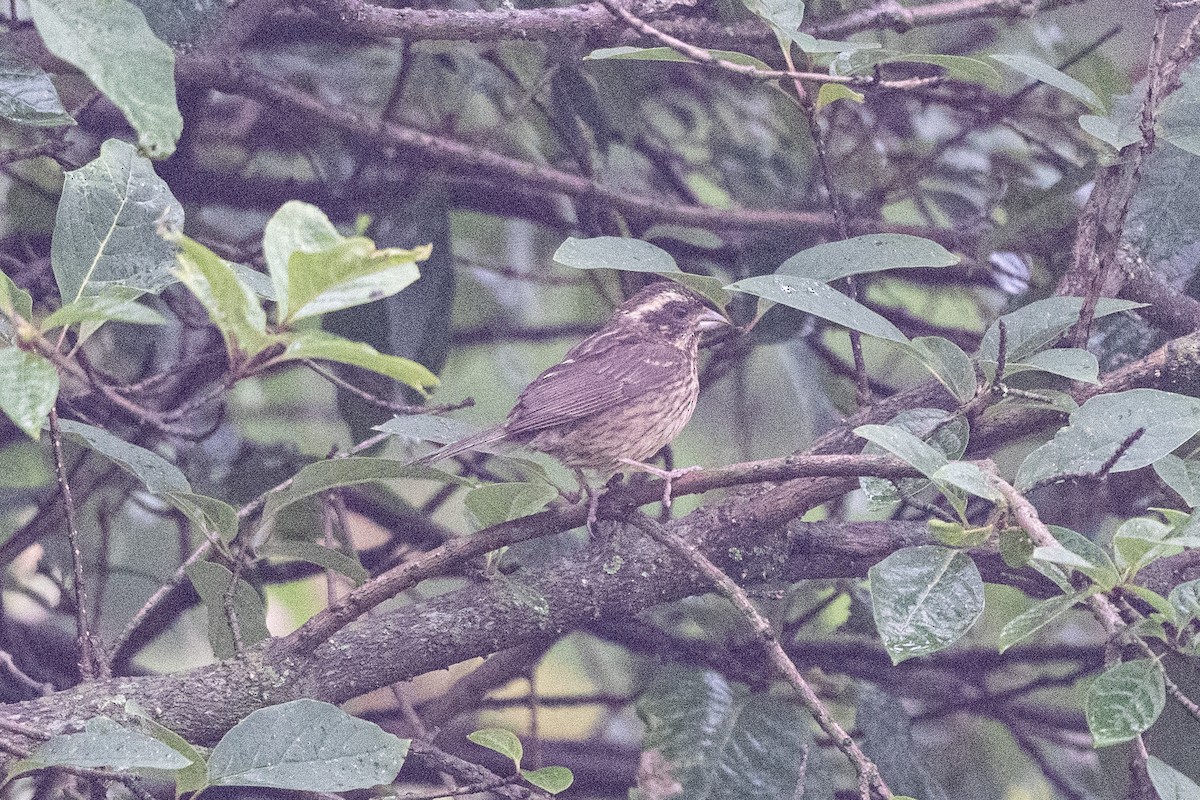 Spot-winged Rosefinch - ML609411687