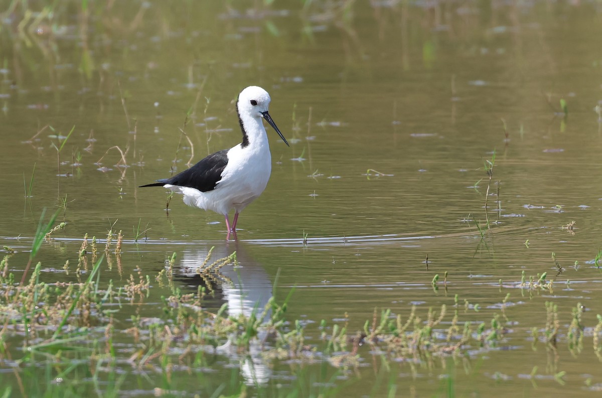 Pied Stilt - Andy Gee