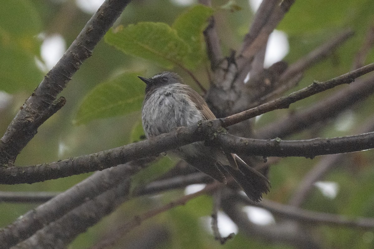 Rufous-gorgeted Flycatcher - ML609411716