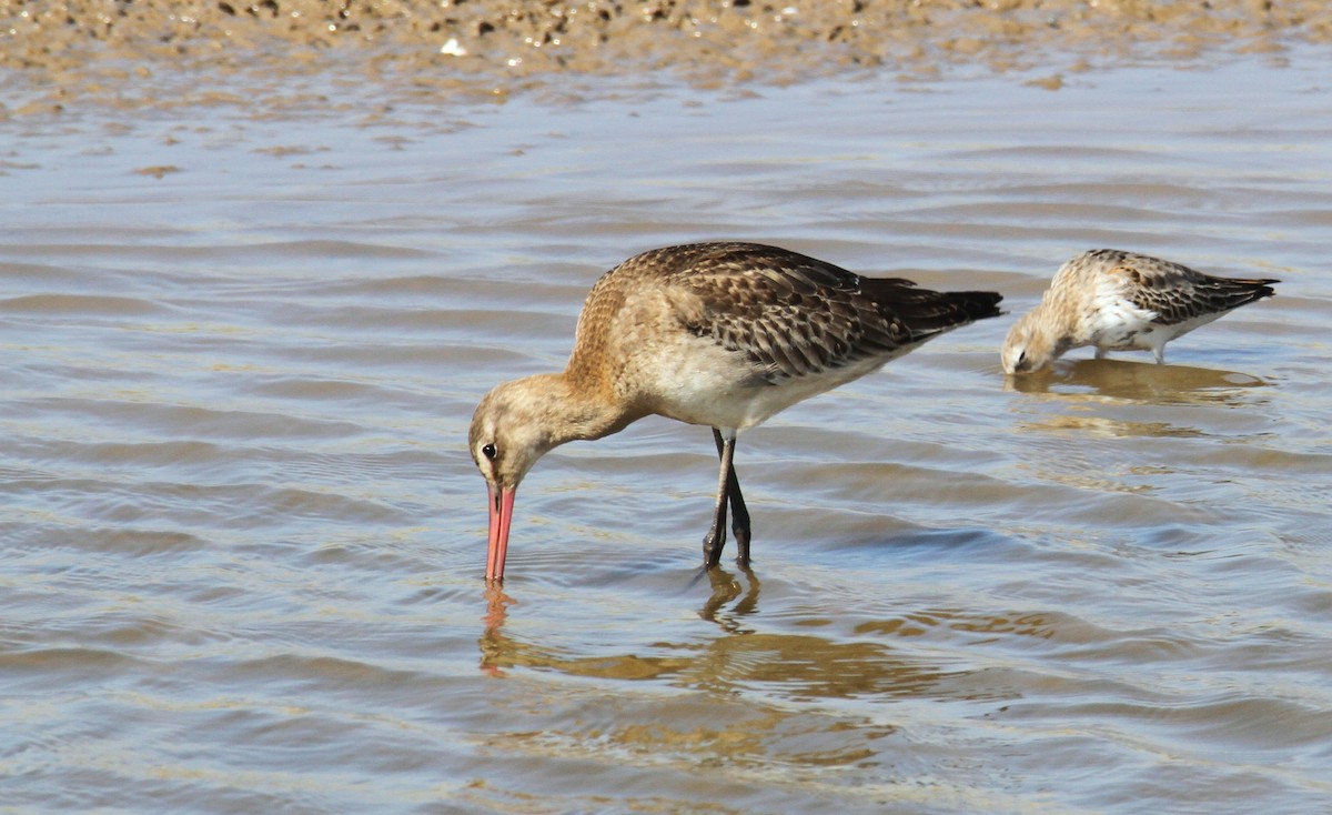 Black-tailed Godwit - ML609411732