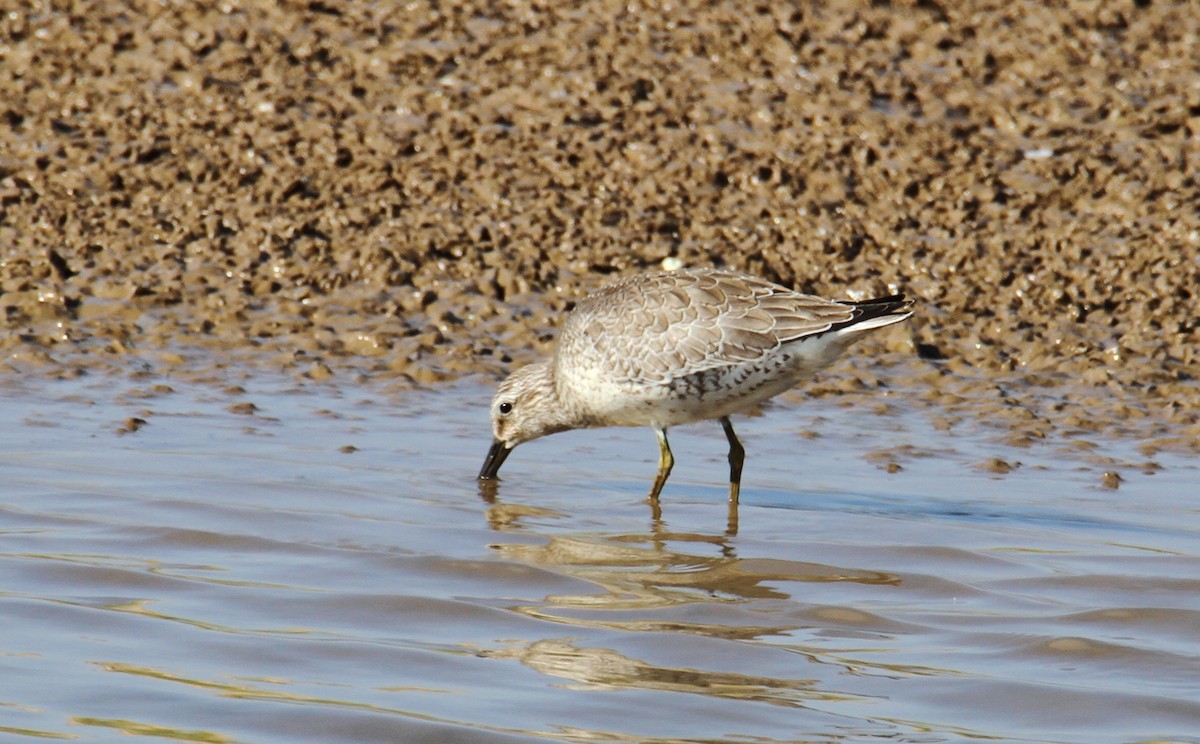 Red Knot - yuda siliki