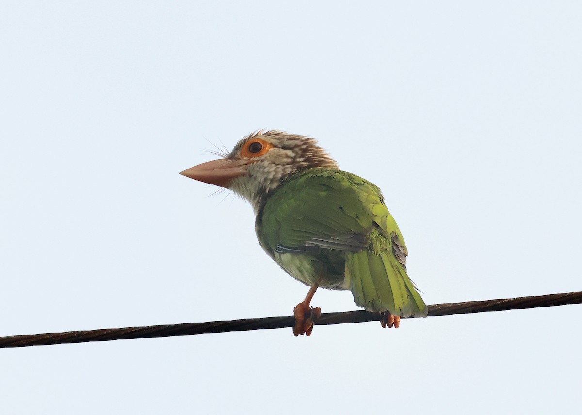 Lineated Barbet - ML609411753