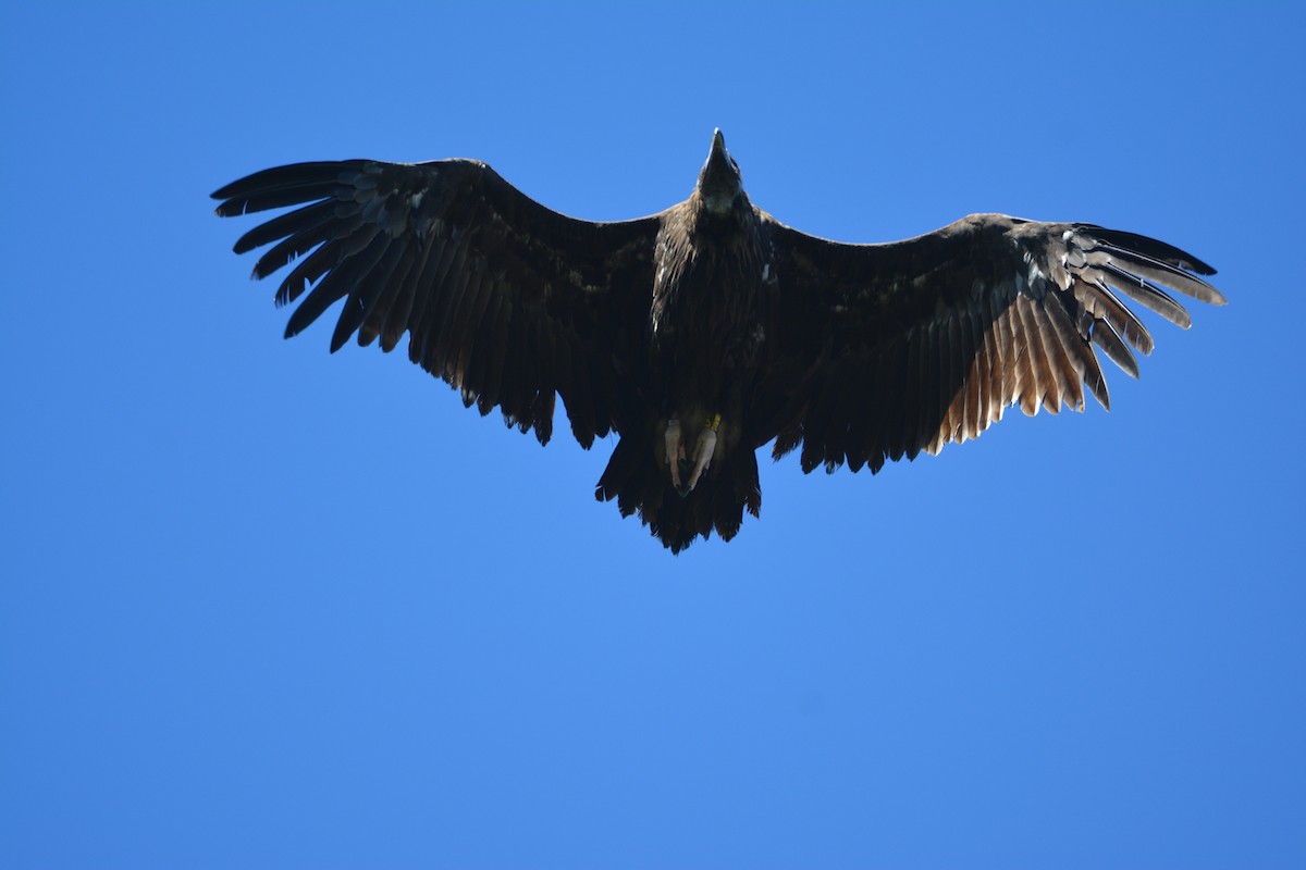 Cinereous Vulture - Álvaro García Martín