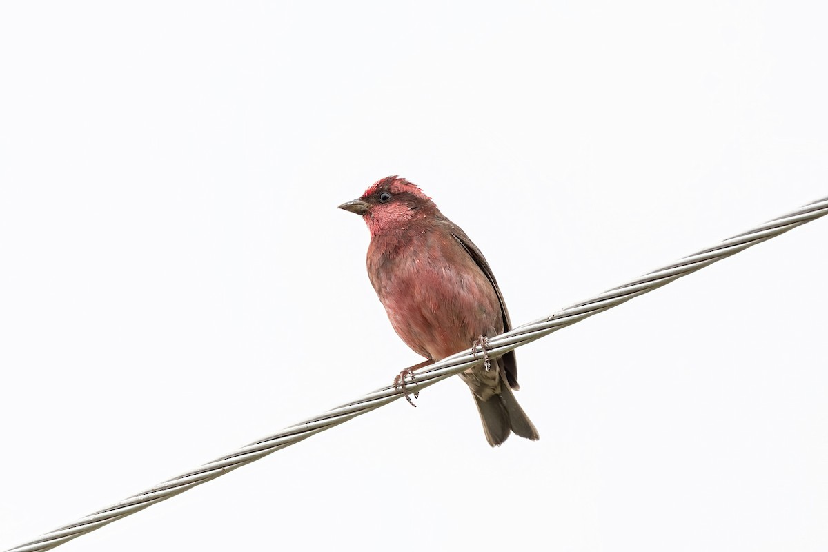 Pink-browed Rosefinch - ML609411797