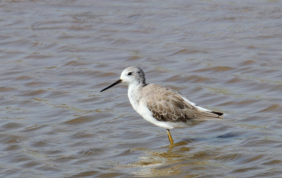 Teichwasserläufer - ML609411810