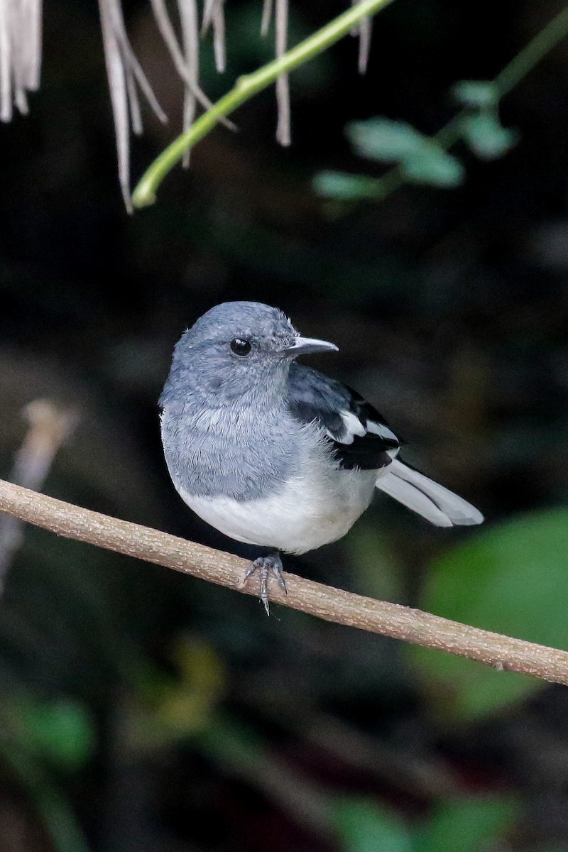 Oriental Magpie-Robin - ML609411909