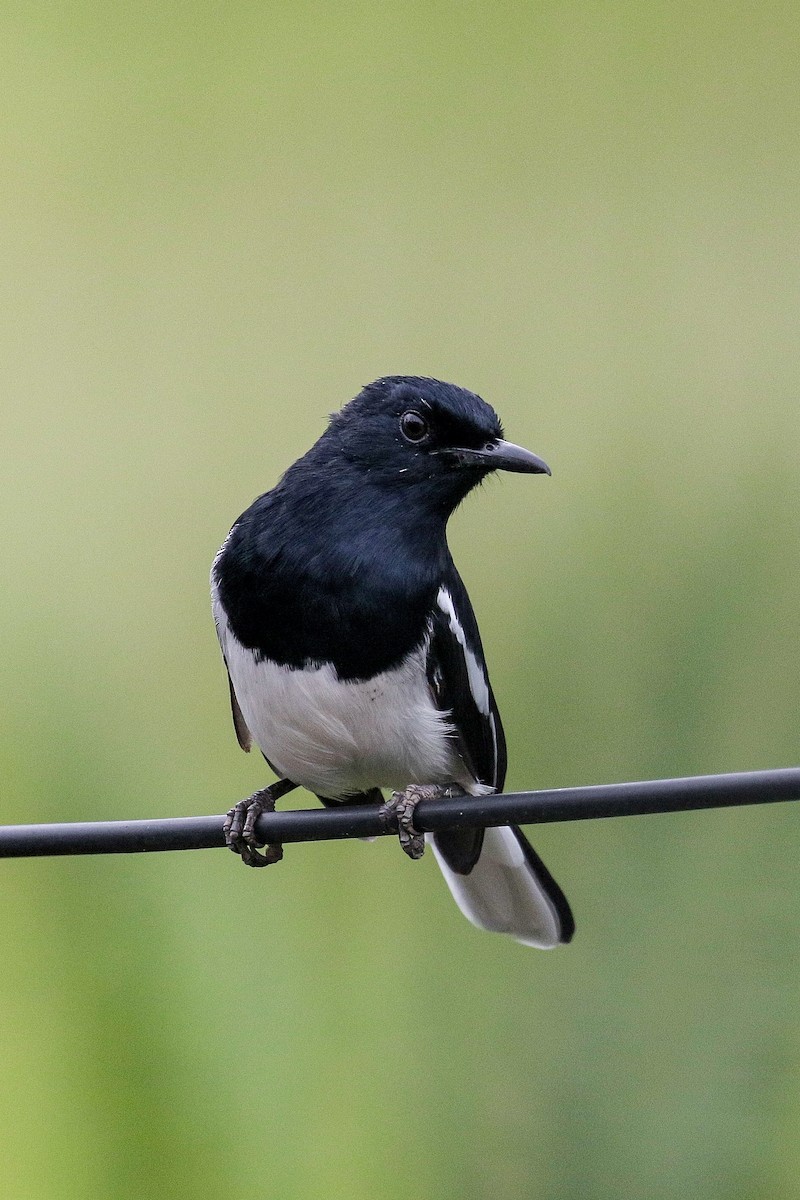 Oriental Magpie-Robin - Arijit Mukhopadhyay