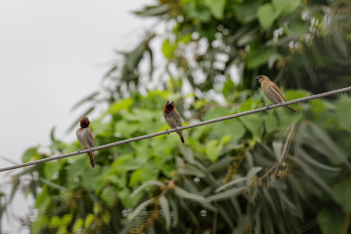 Scaly-breasted Munia - Arijit Mukhopadhyay