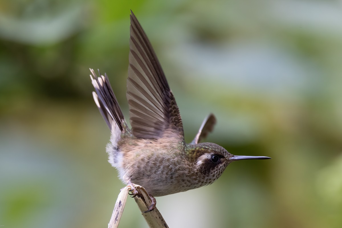 Speckled Hummingbird - John Hannan
