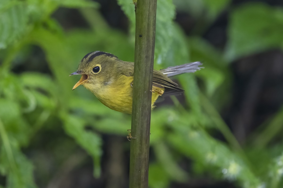 Whistler's Warbler - Debankur  Biswas