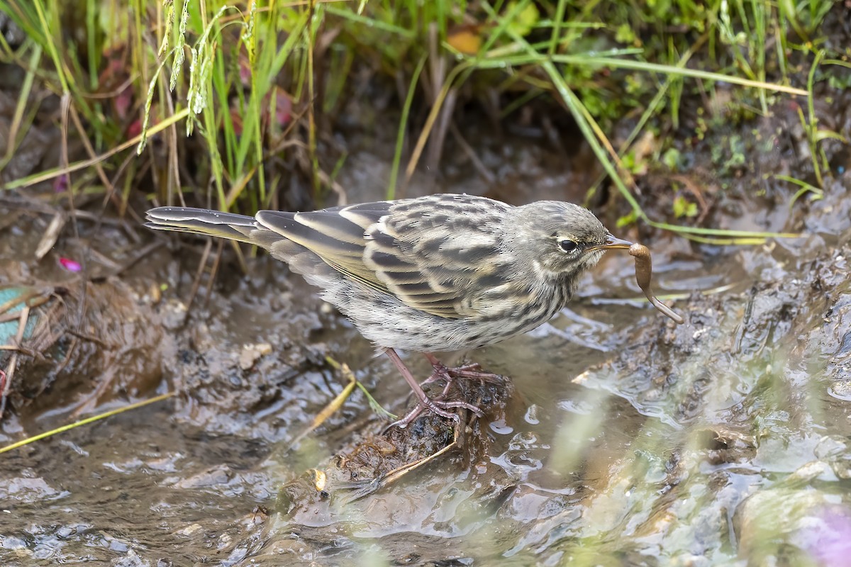 Upland Pipit - ML609411982