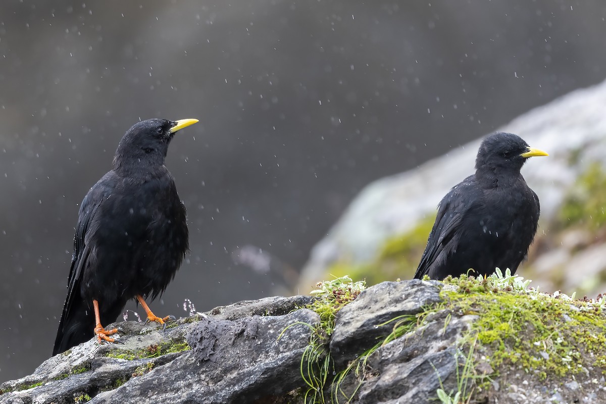 Yellow-billed Chough - ML609411983