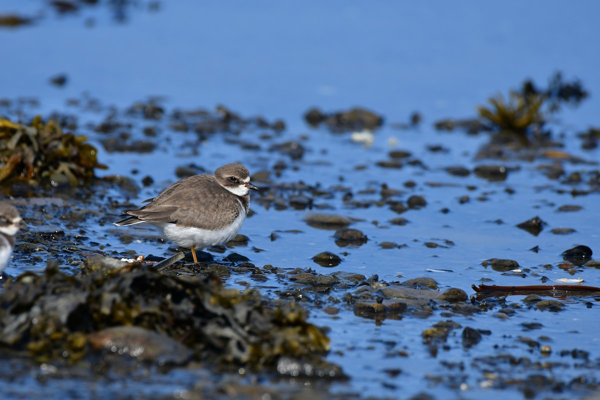 Semipalmated Plover - ML609411988