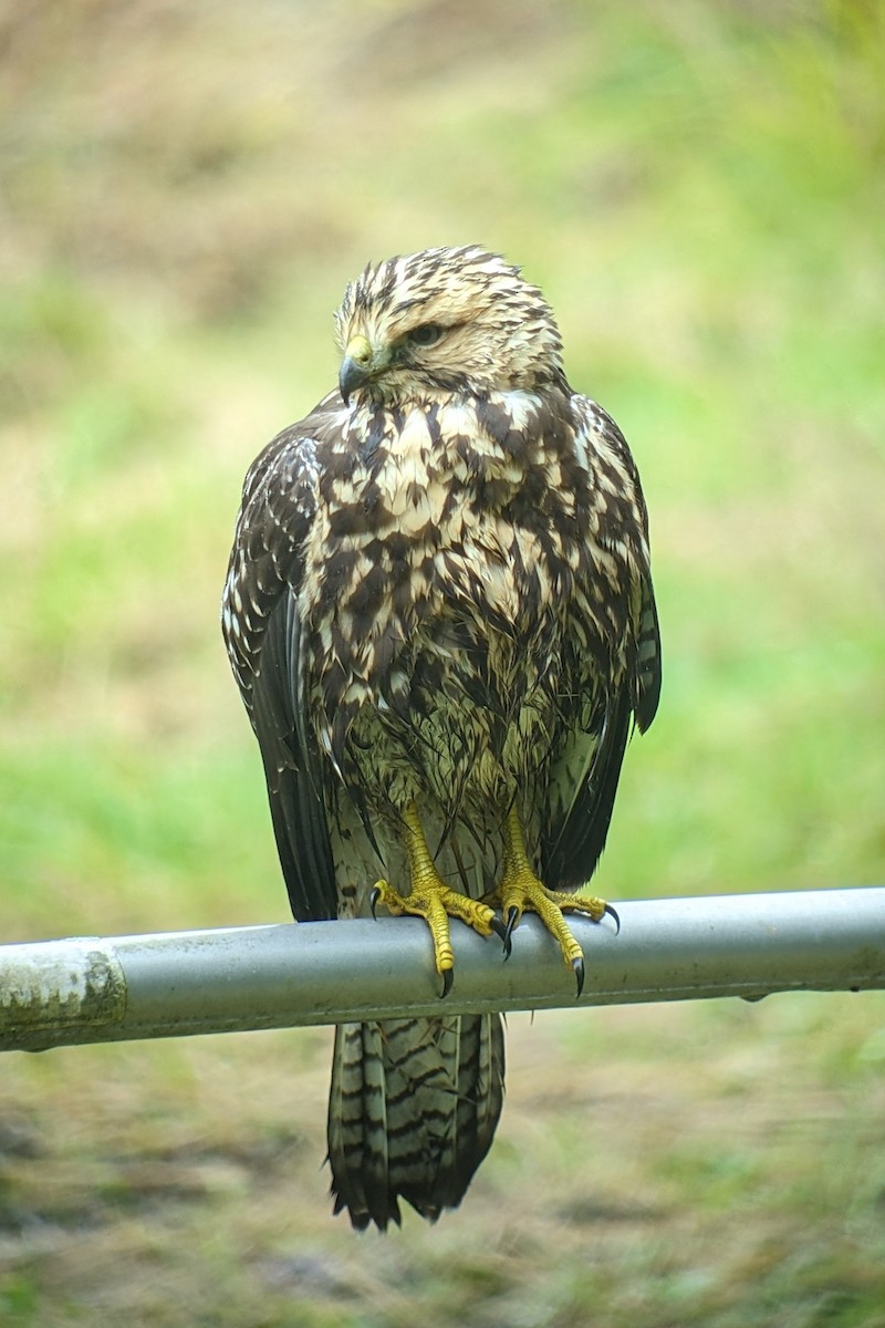 Swainson's Hawk - ML609412081