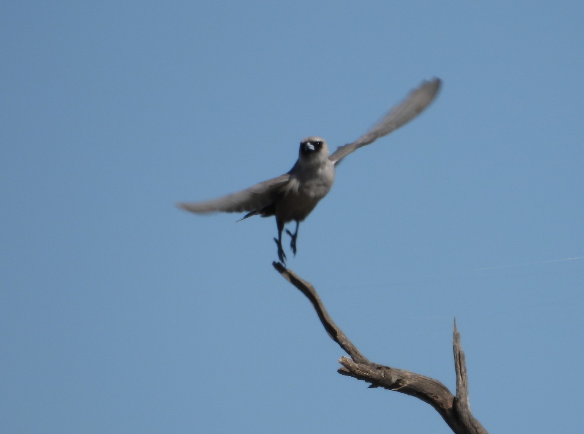 Black-faced Woodswallow - ML609412165