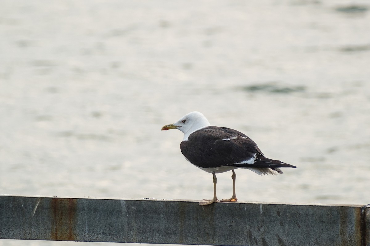 Lesser Black-backed Gull - Metehan Arın