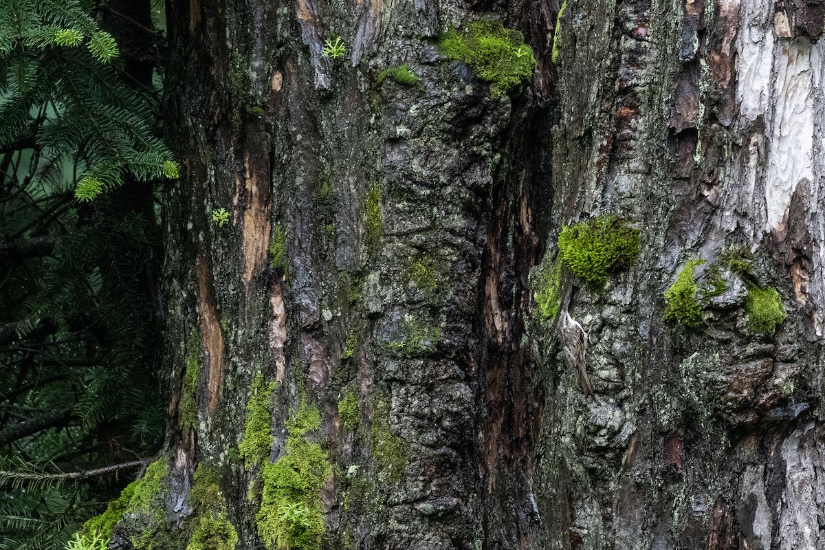 Bar-tailed Treecreeper - ML609412288