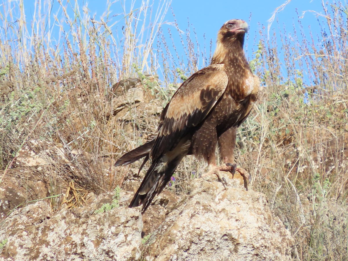 Wedge-tailed Eagle - ML609412301