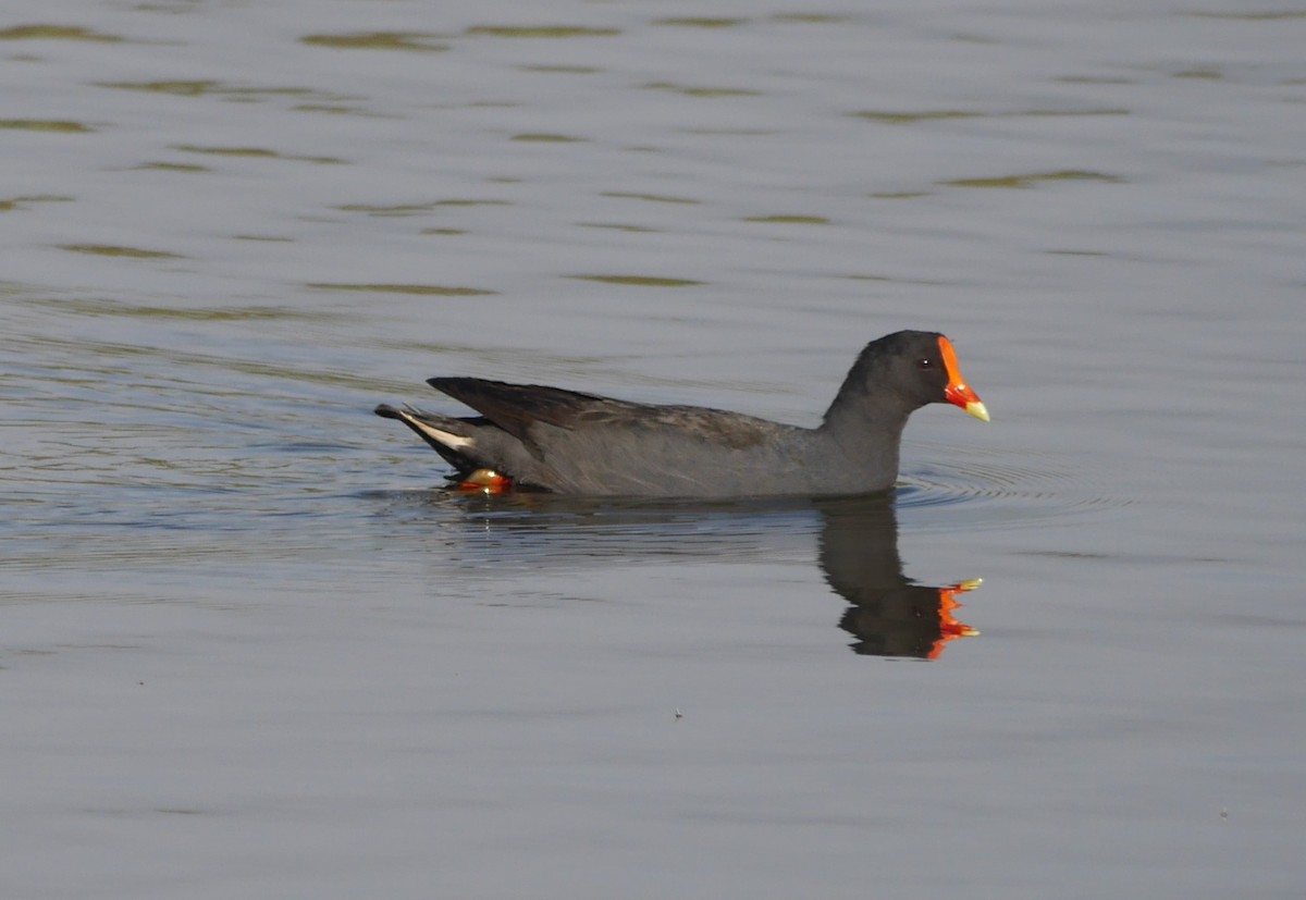 Dusky Moorhen - ML609412355