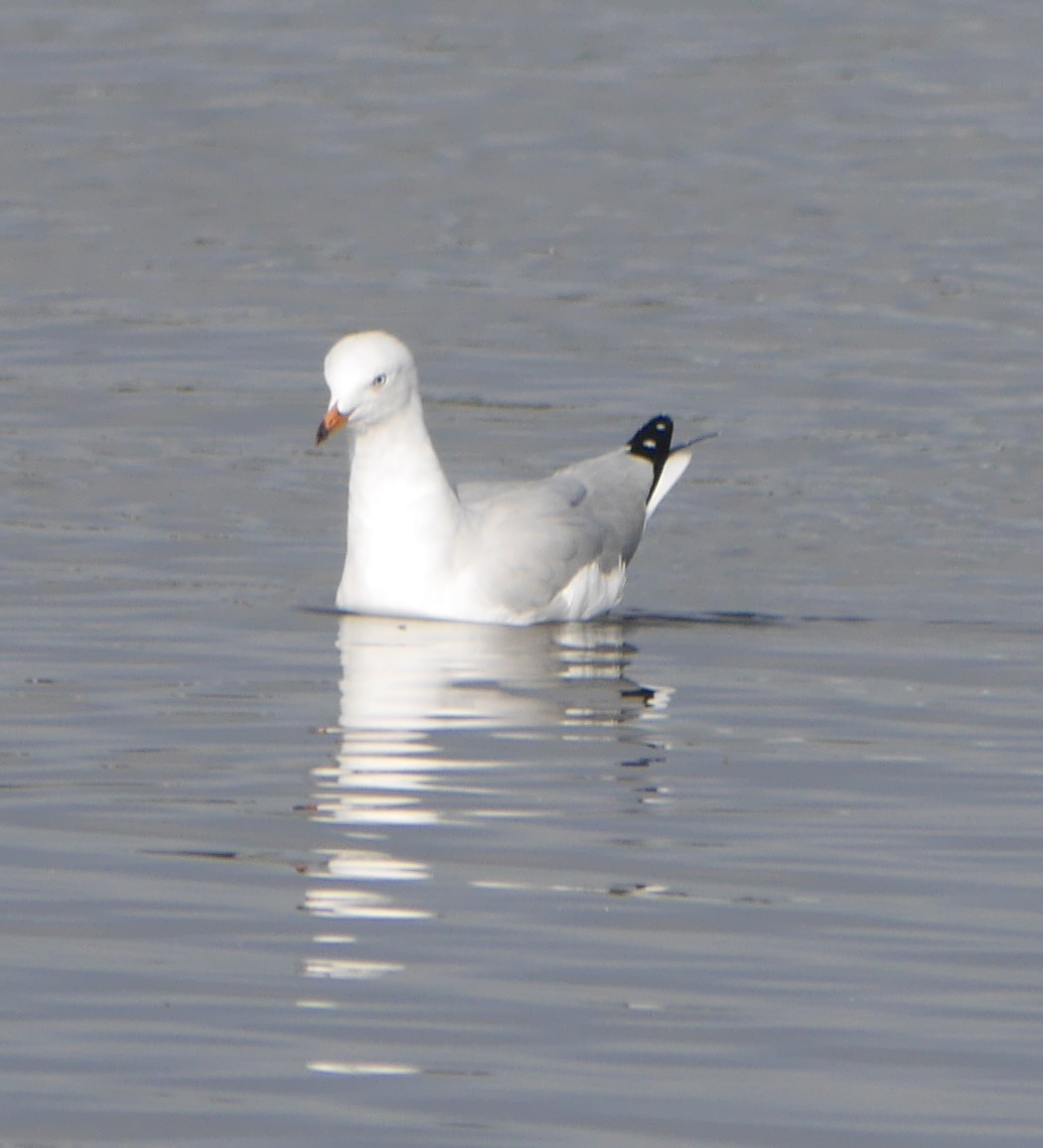 Gaviota Plateada - ML609412359