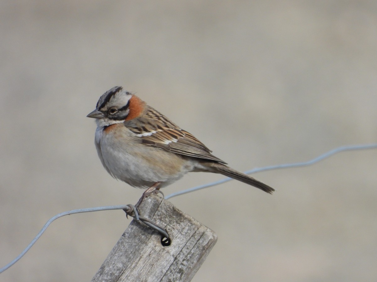 Rufous-collared Sparrow - ML609412439