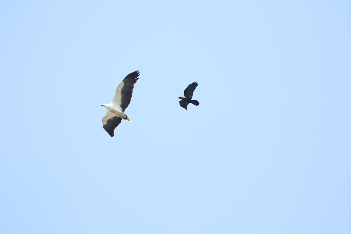 White-bellied Sea-Eagle - ML609412450