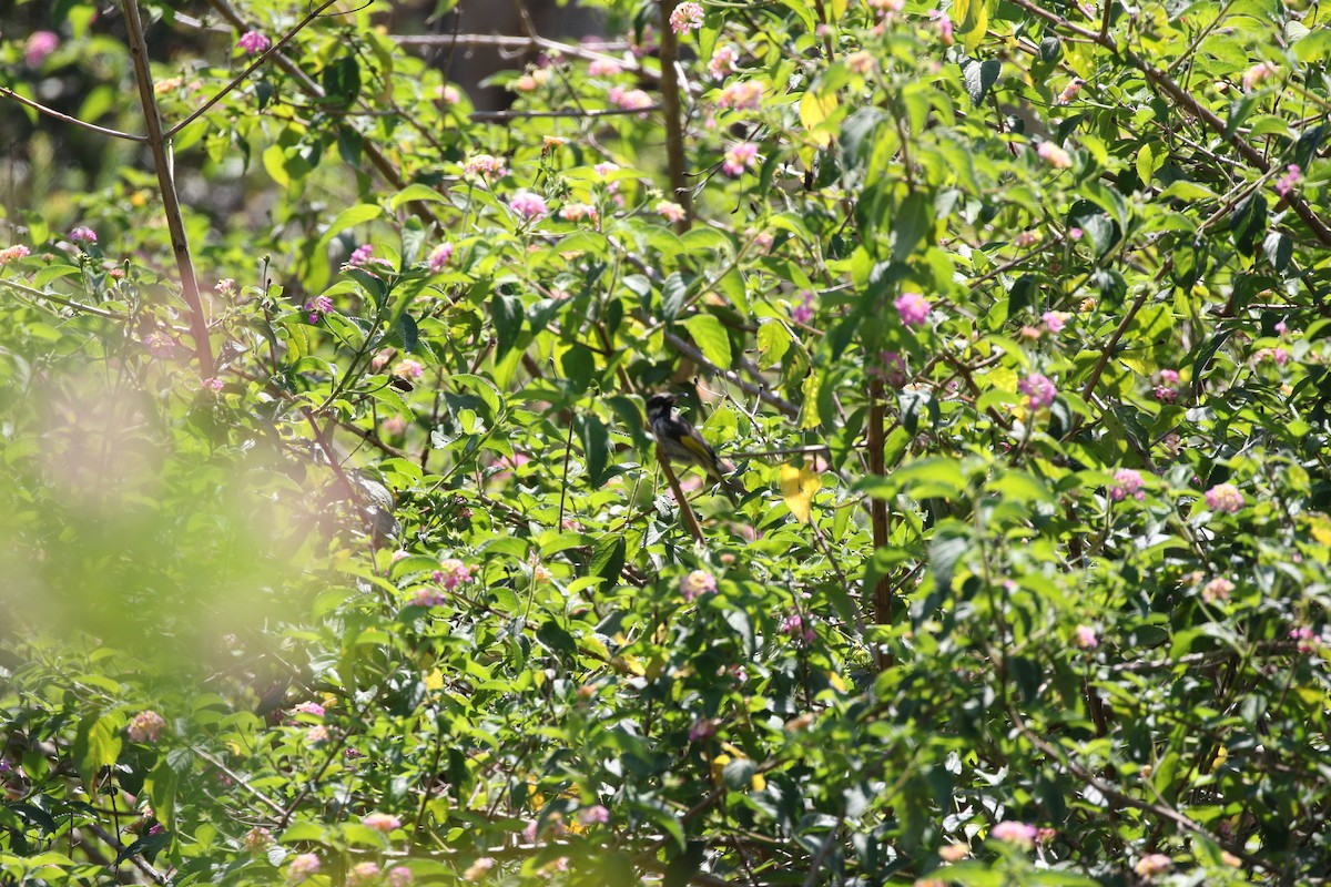 New Holland Honeyeater - ML609412459