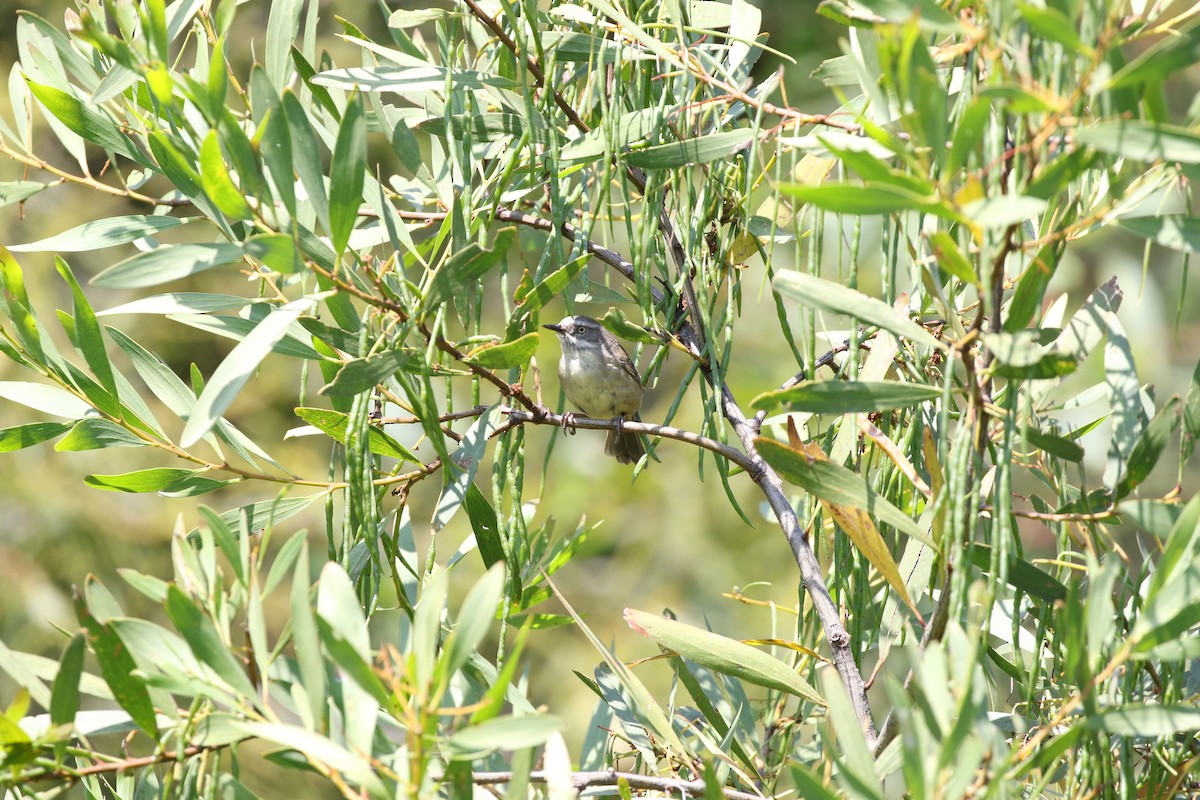 White-browed Scrubwren - ML609412485